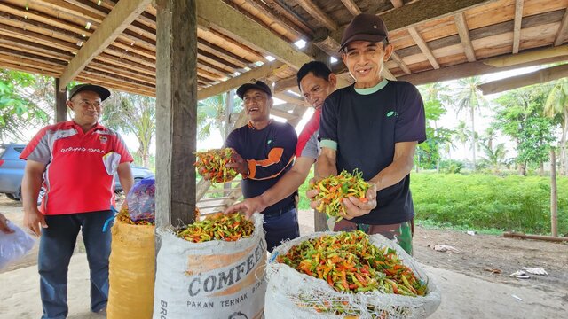 Pantau Produksi, Kementan Stabilkan Harga Cabai di Akhir Tahun