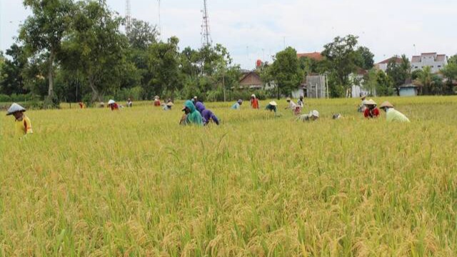 Memasuki Musim Panen, Harga Gabah dan Beras di Berbagai Wilayah Mulai Turun