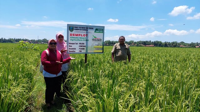 Genta Organik Kecamatan Pejagoan Dikelola Dengan Corporate Farming