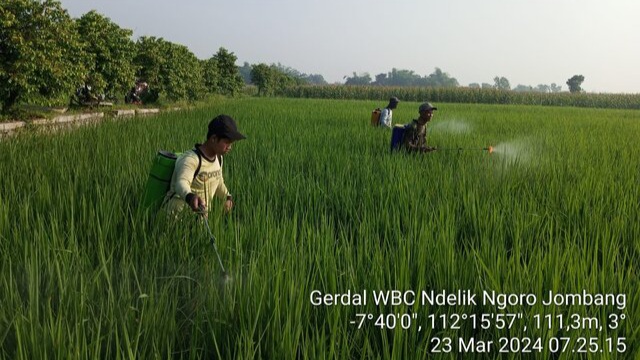 Pemerintah dan Petani Jombang Bergerak Bersama Amankan Produksi Padi dari Serangan Hama dan Penyakit