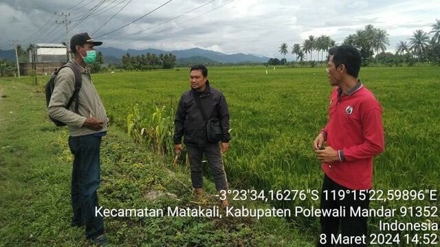 Kementan Pastikan Tanaman Padi di Polewali Mandar-Sulbar Aman Dari Hama Ulat