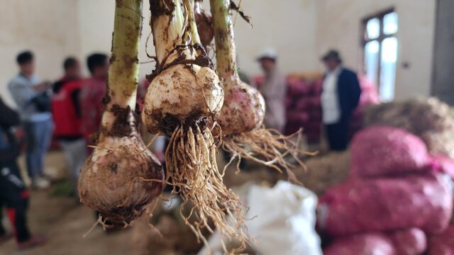 Komitmen Wajib Tanam dan Produksi Di Dalam Negeri oleh Penerima RIPH untuk Memperkuat Ketahanan Pangan Dalam Negeri