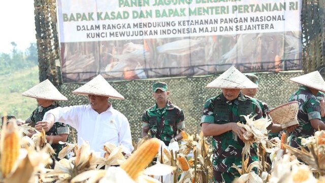 Panen Jagung dan Singkong Bersama KSAD, Mentan Amran Puji Gerakan Tanam TNI