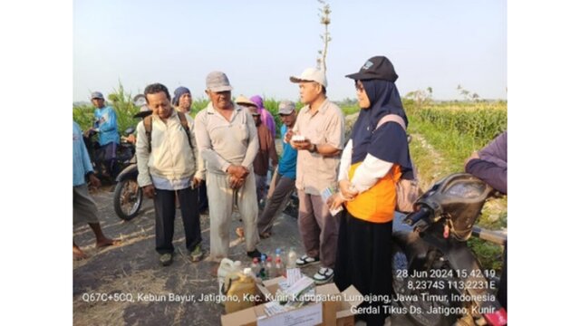 Tak Patah Semangat, Petani Lumajang Terus Berupaya Kendalikan Hama Tikus