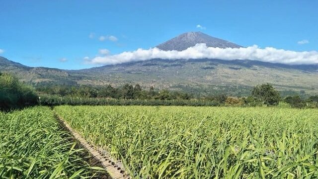 Permudah Rencana dan Laporan Wajib Tanam Bawang Putih: Kementerian Pertanian Perkuat Sistem SIMETHRIS