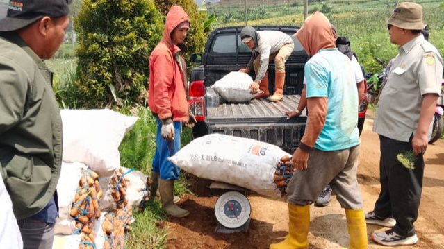 Gerak Cepat Kementerian Pertanian Bantu Petani Atasi Harga Wortel Anjlok