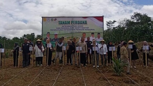 Petani Sawit di Lebak Wujudkan Ketahanan Pangan dengan Padi Gogo