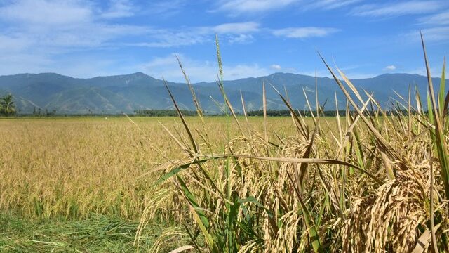 Anomali Deflasi Beras di Tengah El Nino dan Kekeringan: Produksi November 2024 Lampaui Ekspektasi