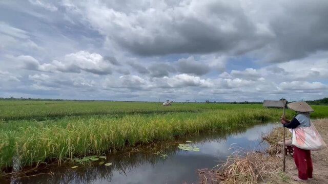 Petani Banyuasin Keluhkan Harga Gabah Memasuki Musim Panen