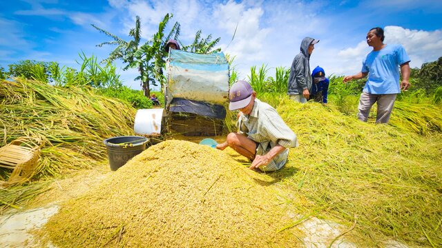 Harga Gabah di Bawah HPP, Petani Kulonprogo Menjerit dan Berharap Bulog Segera Bertindak