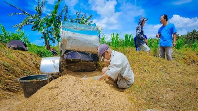 Harga Gabah Kering di Riau Mulai Naik, Petani Harapkan Penyerapan oleh Bulog