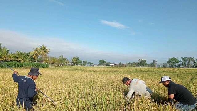 Harga Gabah di Jembrana Mendekati HPP, Petani Harapkan Serapan Optimal oleh Bulog