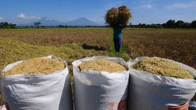 Harga Gabah Rp5.300, Swasembada Terancam Gagal. Bulog Tidak Berfungsi