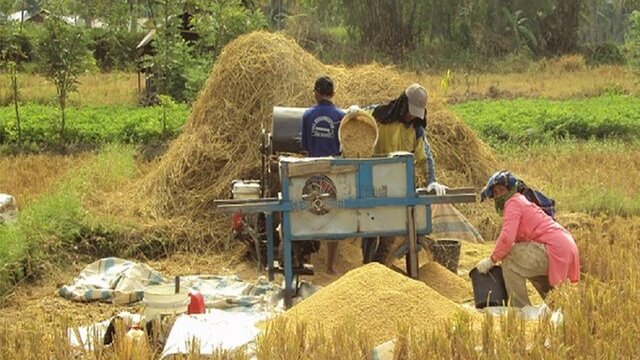 Petani Ponorogo Kecewa Harga Gabah Hanya Dihargai Rp5.500 oleh Tengkulak, Bulog Diminta Turun ke Lapangan