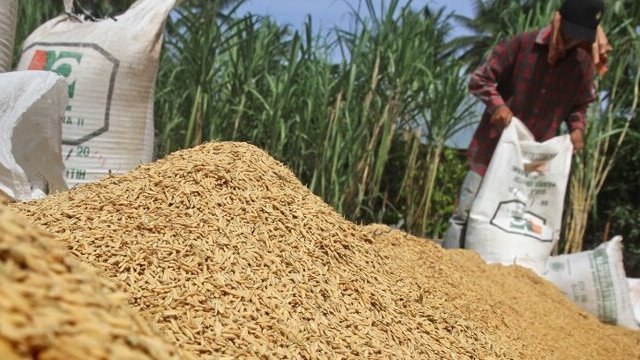 Harga Gabah Kering di Riau Mulai Naik, Petani Harapkan Penyerapan oleh Bulog