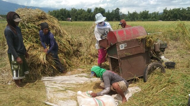 Harga Masih Rendah, Petani Jawa Timur Harap Bulog Serap Gabah