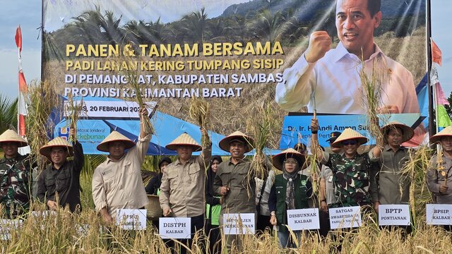 Petani Sambas Panen Perdana Padi di Lahan Kelapa dan Jeruk