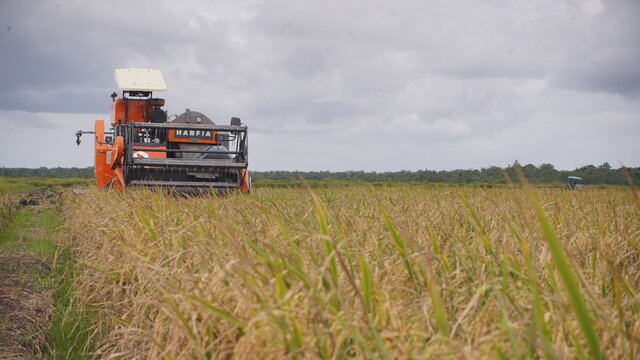 Harga Beras di Jepang Meroket Rp86.156 per Kilogram