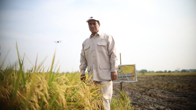 Panen dan Serap Gabah Di Gresik, Mentan Amran: Petani Bahagia, Terima Kasih Presiden Prabowo