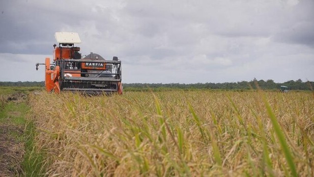 FAO Prediksi Produksi Beras Indonesia Capai 35,6 juta ton, Cetak Sejarah Baru