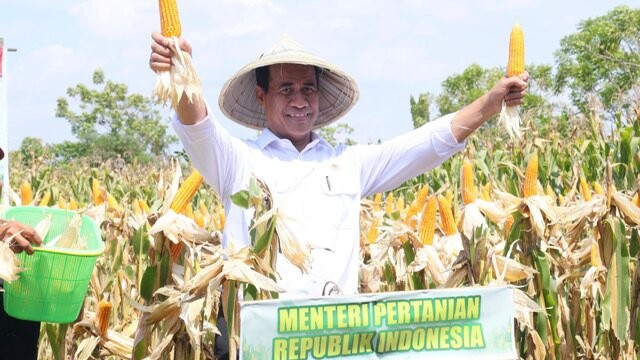 Panen Raya Jagung Serentak Jadi Momentum Percepatan Swasembada Pangan