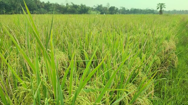 Proyeksi Produksi Padi Tembus 60 Juta Ton, Luas Panen Meningkat Dua Digit