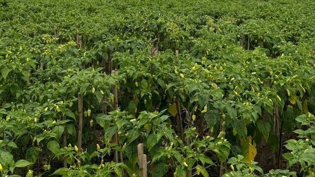 Kementan Pastikan Pasokan Cabai Aman Selama Ramadan dan Jelang Idulfitri, Blitar dan Kediri Surplus