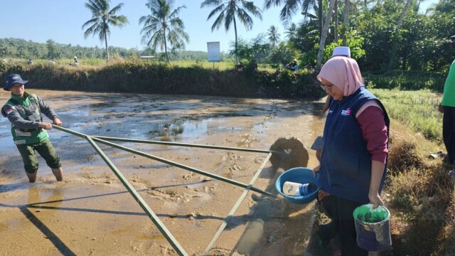 Pacu Produksi Padi, Penyuluh Kabupaten Sukabumi Inisiasi Demplot PM-AAS Secara Swadaya